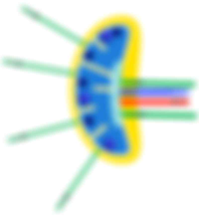 Lymfeknudens histologi: Skematisk tegning af lymfeknudens histologiske opbygning.